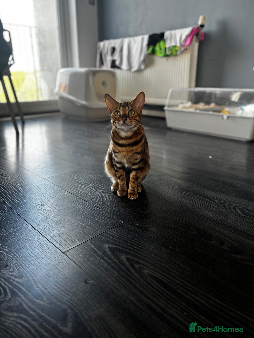 Bengal cats for sale: Nala the Bengal  - Image 2