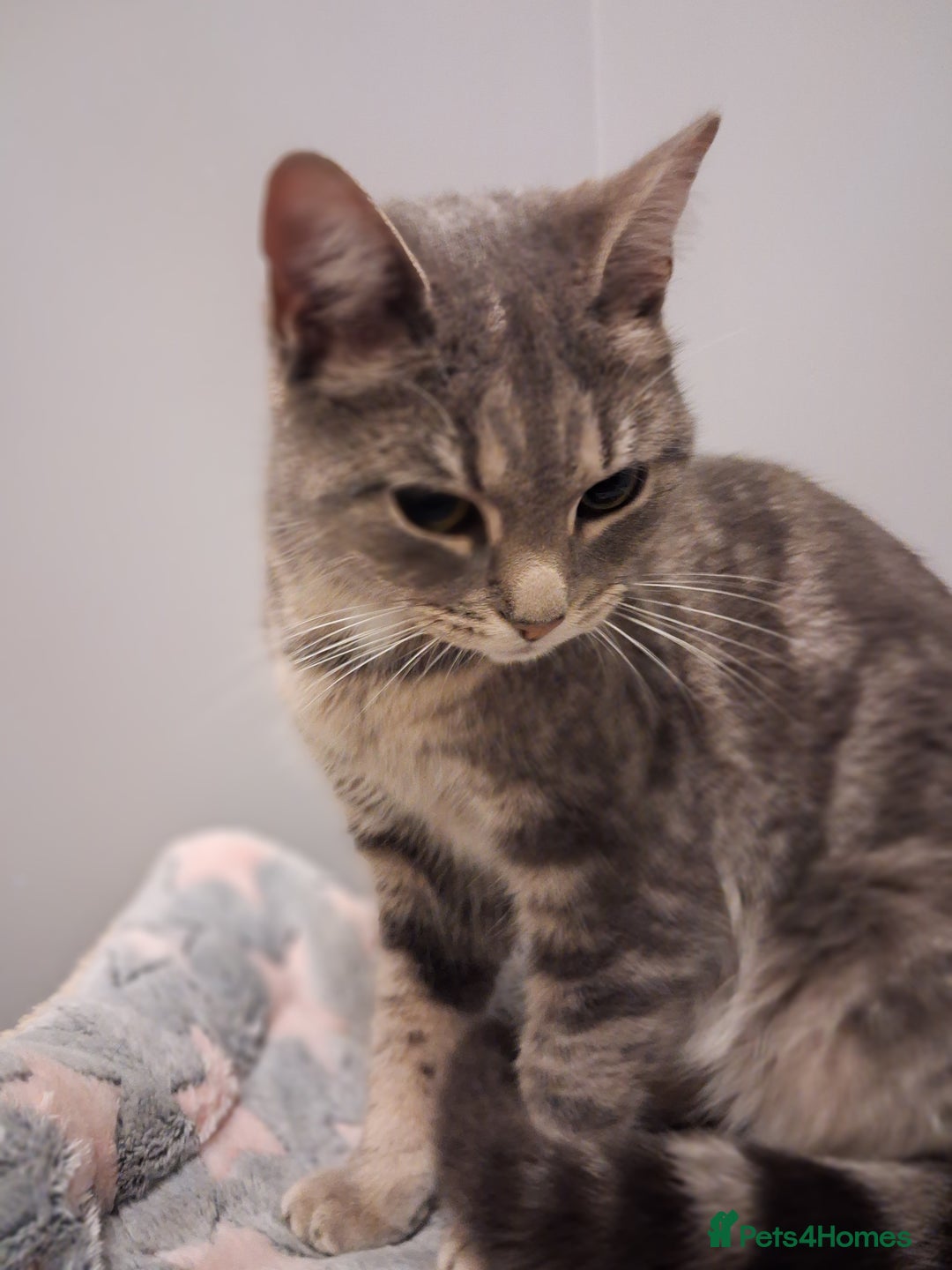 Domestic Shorthair cats for sale: Meet Luna - Advert 3