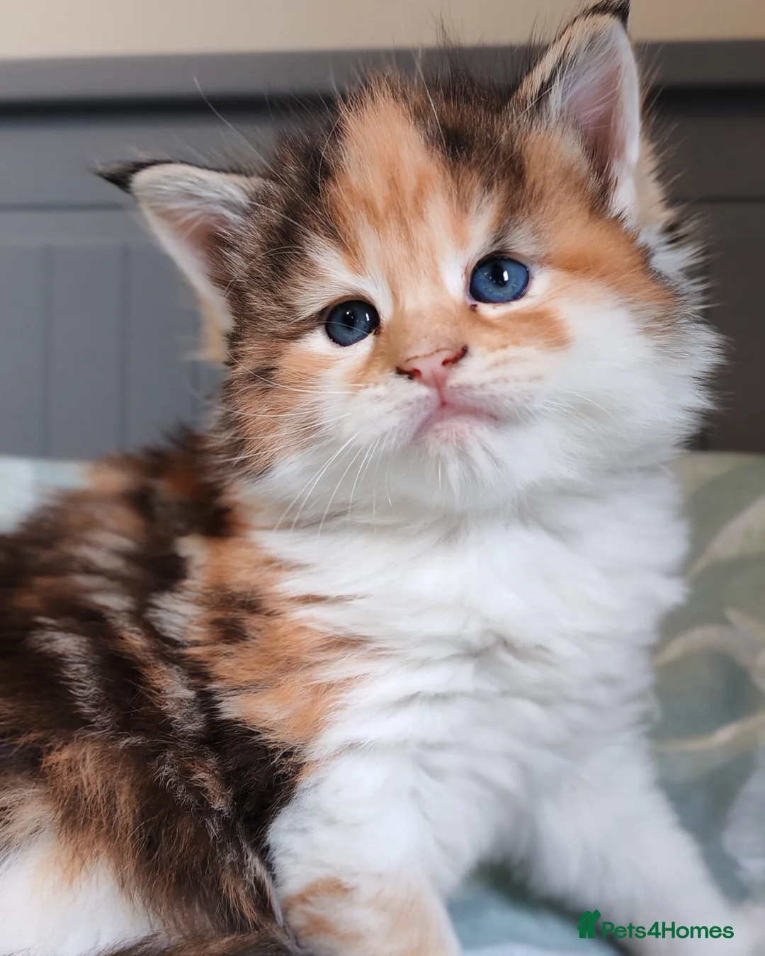 Maine Coon cats for sale: Beautiful Maine Coon Kittens  - Advert 19