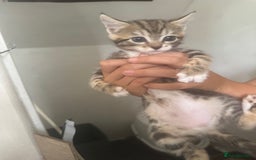Bengal cats for sale: Beautiful kittens  - Image 11