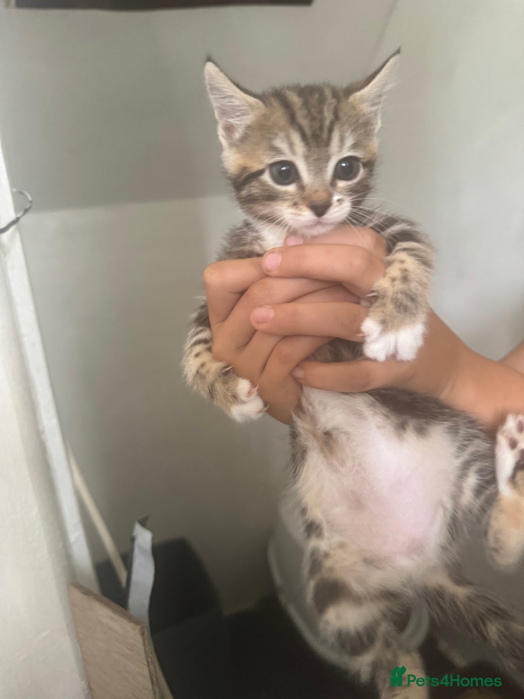 Bengal cats for sale: Beautiful kittens  - Image 11