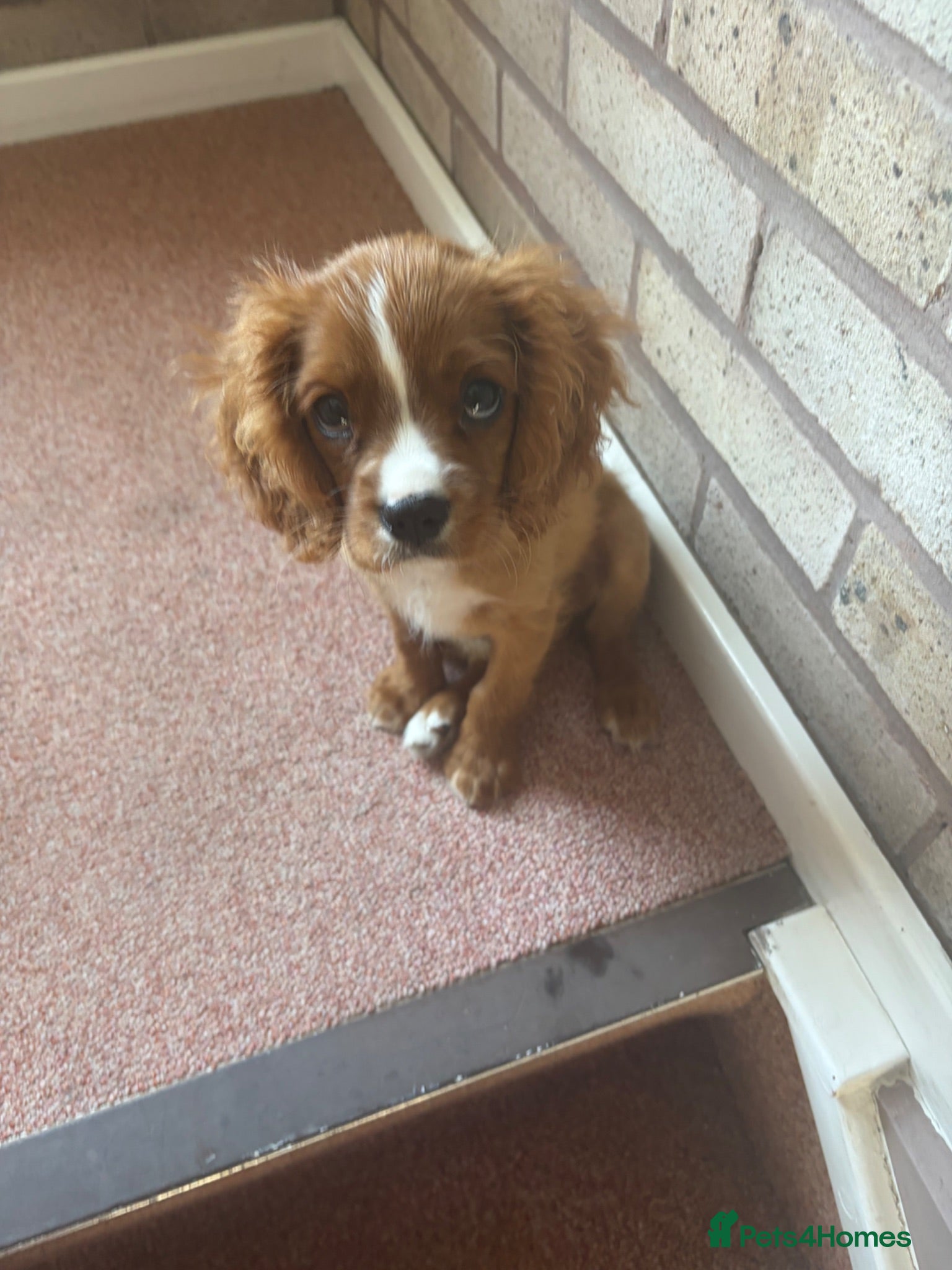 Cavalier King Charles Spaniel dogs King Charles cavalier  - Advert 1