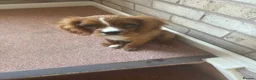Cavalier King Charles Spaniel dogs for sale: King Charles cavalier  in Shoreham-by-Sea - Advert 1