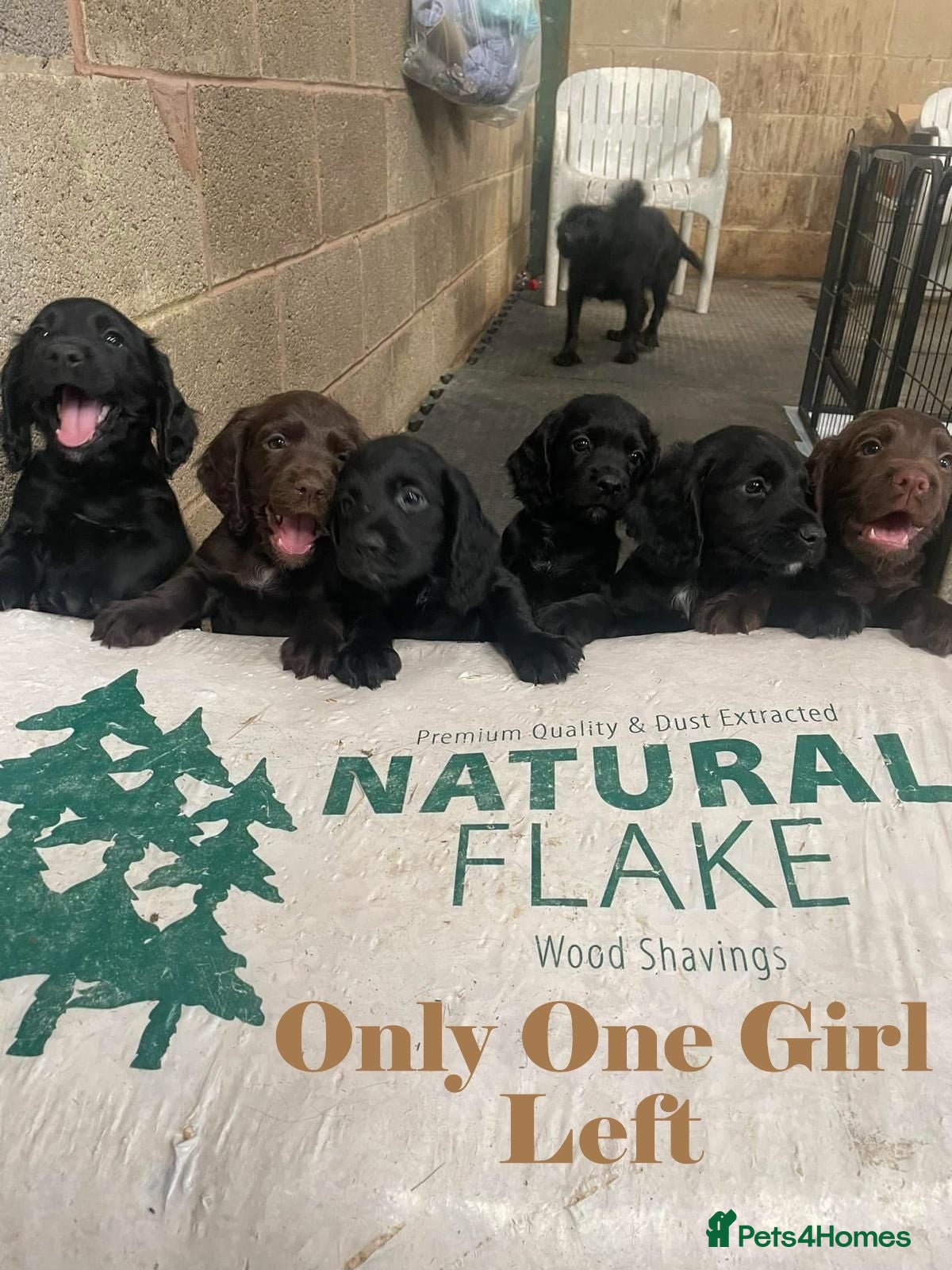 Cocker Spaniel dogs Elite FTCH Penwills Charlie of Winhocklin Puppies - Advert 1