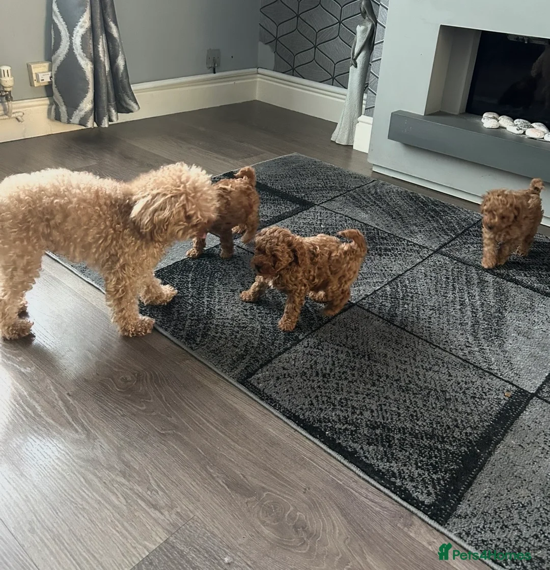 Toy Poodle dogs for sale: Beautiful toy poodle  - Advert 7
