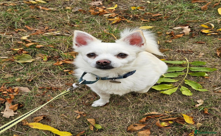 Mixed Breed dogs - Advert 3