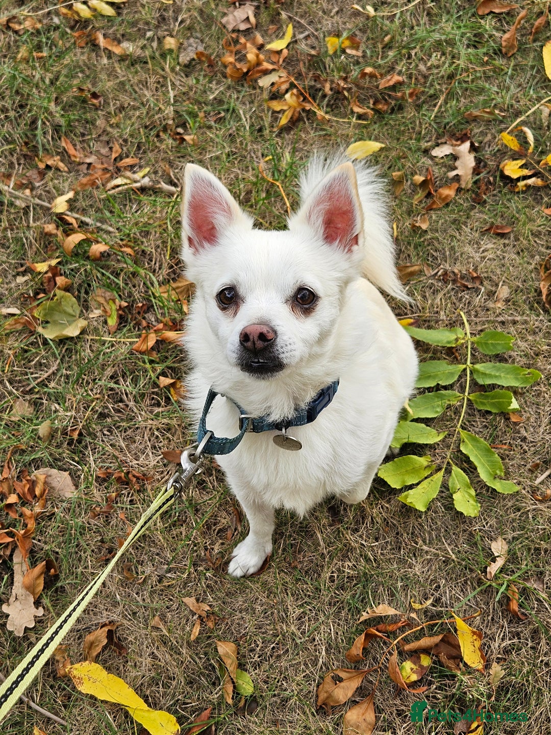 Mixed Breed dogs for sale: Casper  - Image 1