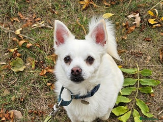 Mixed Breed dogs - Advert 3