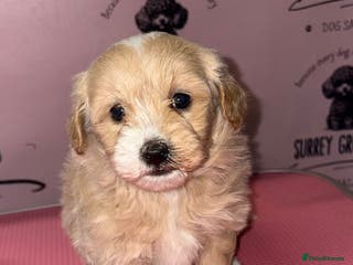 Maltipoo dogs Health tested parents - Advert 2