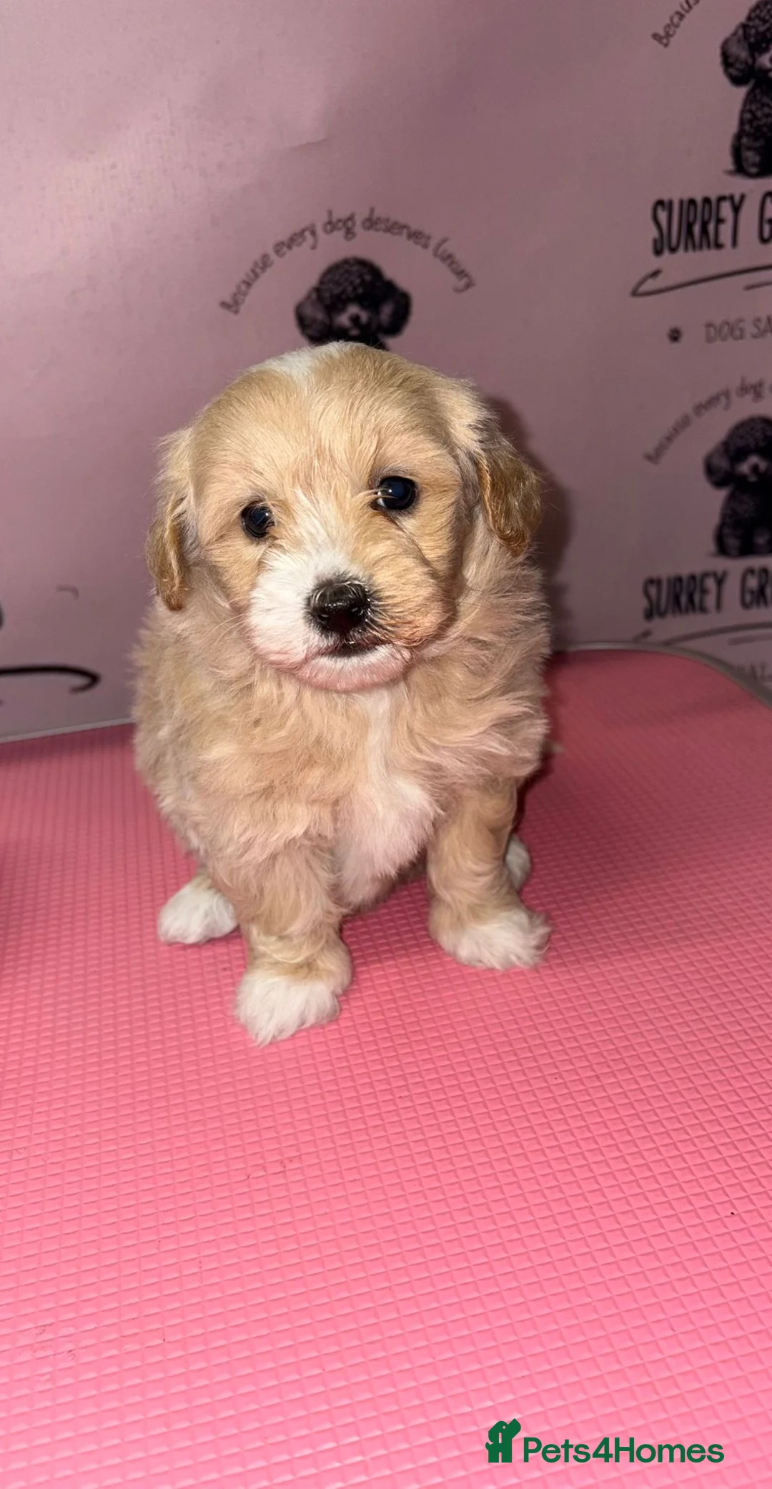 Maltipoo dogs for sale: Health tested parents  - Advert 5