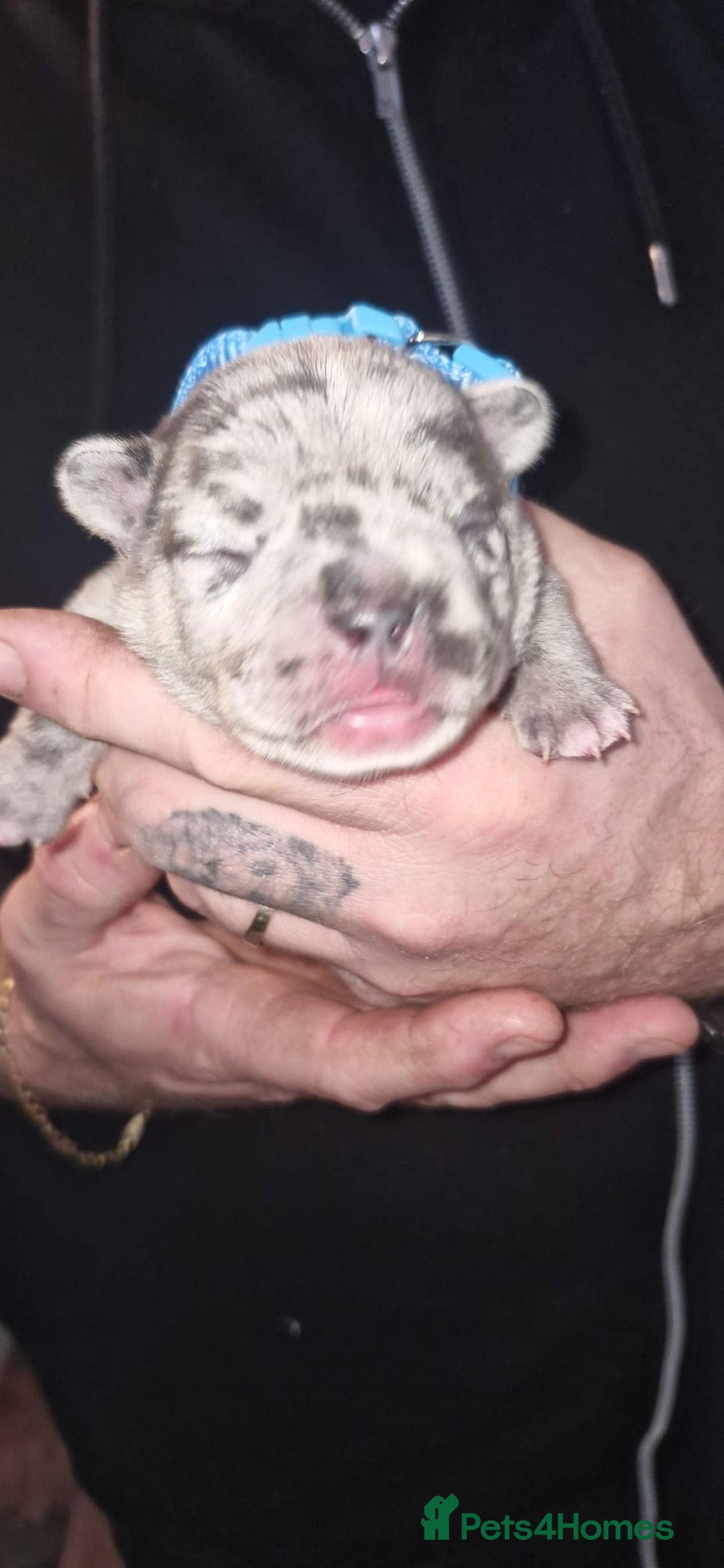 French Bulldog dogs for sale: Beautiful French bulldog puppies  - Advert 12