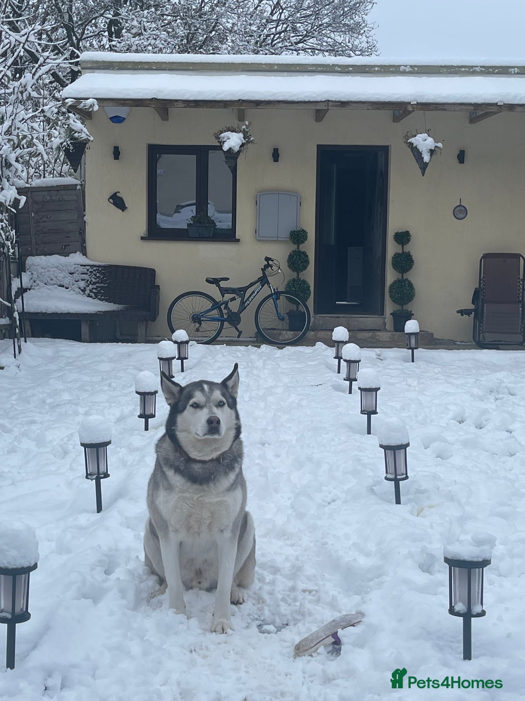 Siberian Husky dogs for sale: The name of the dog is Ice - Advert 3