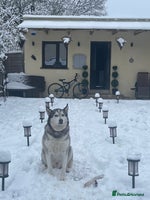 Siberian Husky dogs The name of the dog is Ice - Advert 8