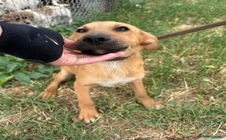 Mixed Breed dogs - Advert 4