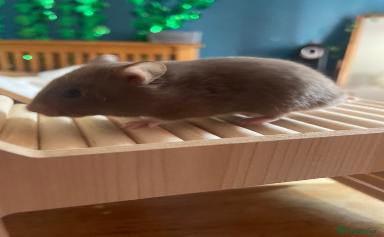 Hamster rodents - Advert 14