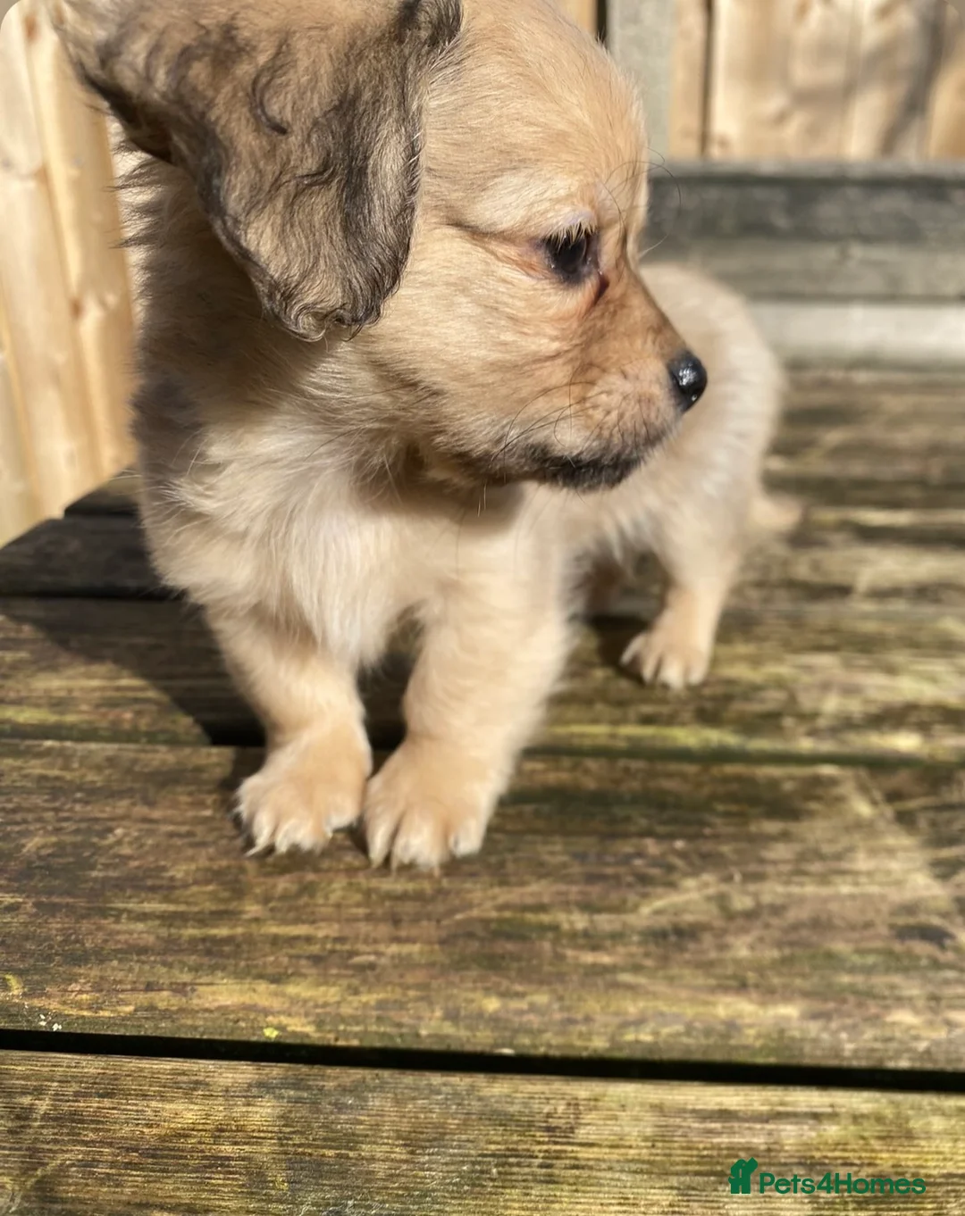 Chiweenie dogs for sale: Teeny chiweenies  - Advert 4