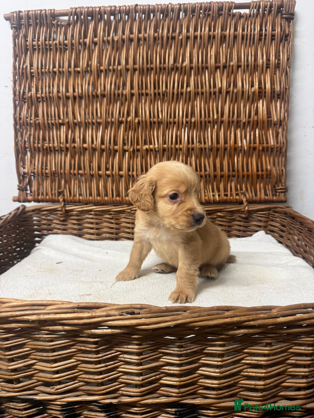 Cocker Spaniel dogs for sale: Fully DNA health tested cocker spaniel puppies - Advert 10