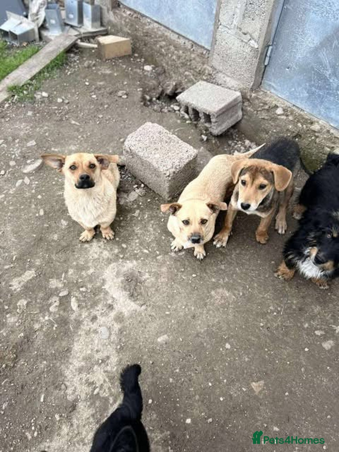 Mixed Breed dogs for adoption: Rescue boy Ethan is looking for his forever home - Advert 31