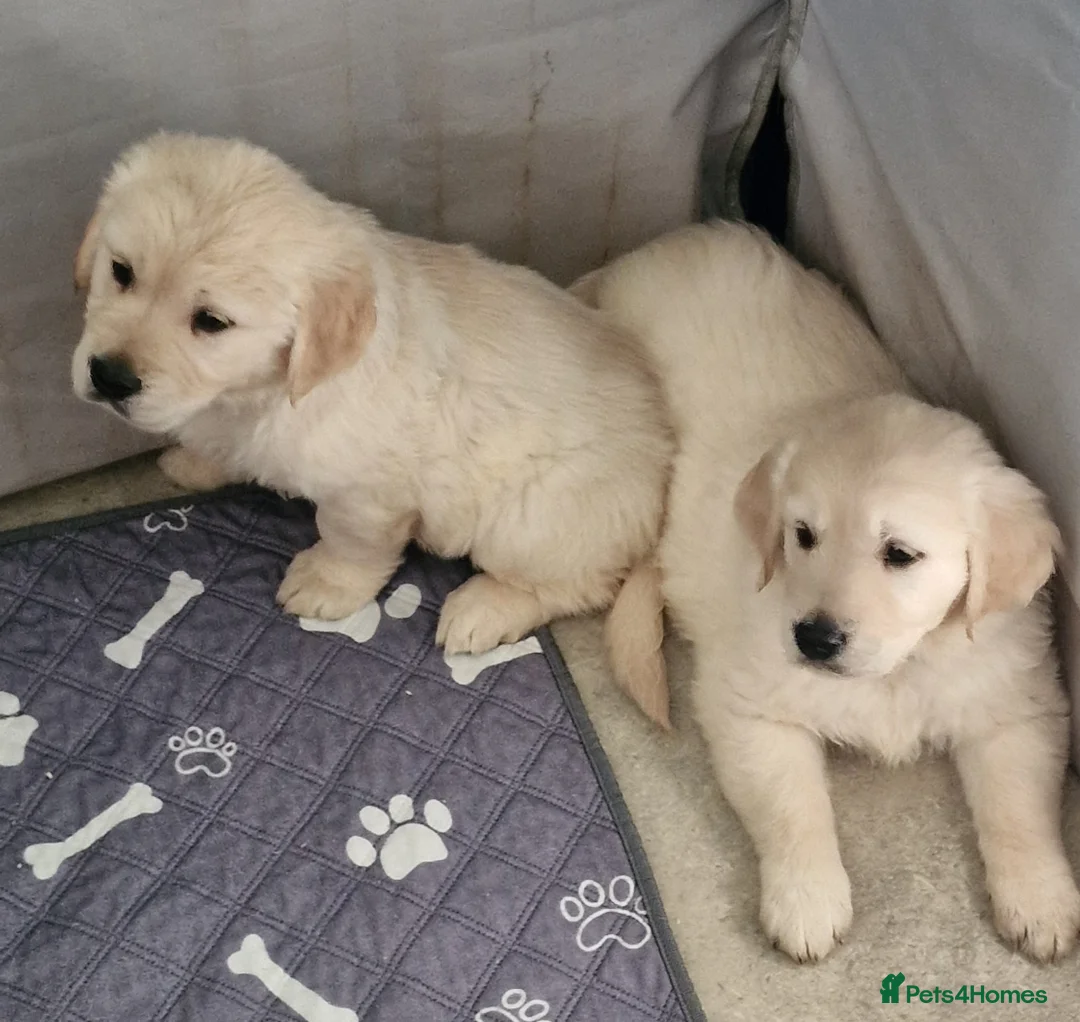 Golden Retriever dogs for sale: KC ADDORABLE CUTE GOLDEN RETRIEVER PUPPIES - Advert 3