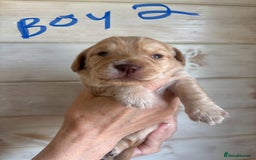 Mixed Breed dogs for sale: BEAUTIFUL CHi- SPANIEL PUPS - Image 6