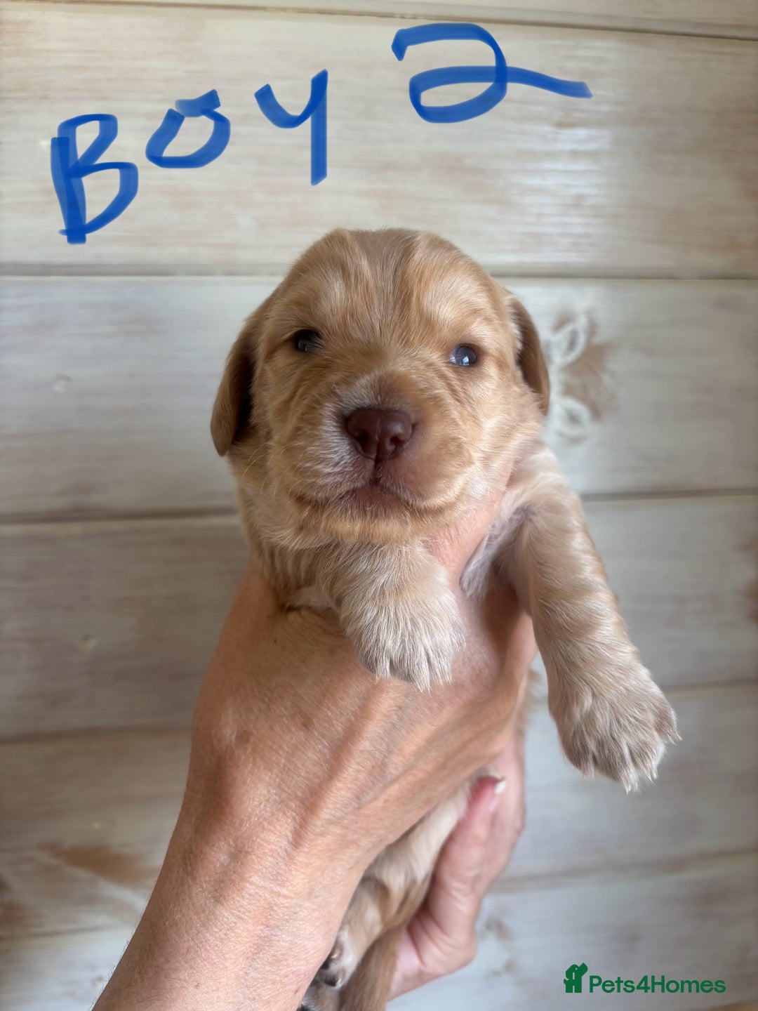 Mixed Breed dogs for sale: BEAUTIFUL CHi- SPANIEL PUPS - Image 6