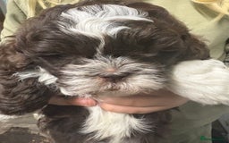 Shihpoo dogs for sale: Lovey shipooh pups  - Image 12