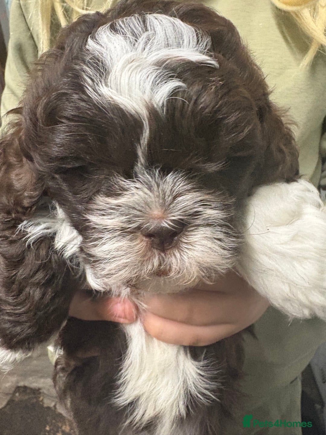 Shihpoo dogs for sale: Lovey shipooh pups  - Image 12