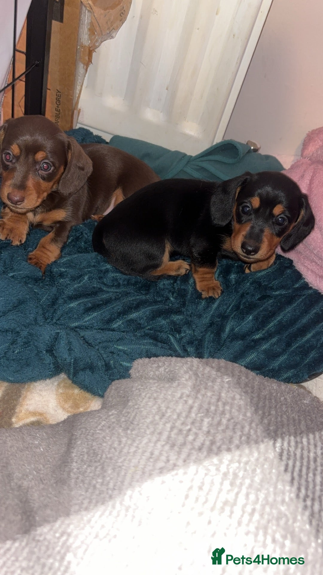 Miniature Dachshund dogs Miniature dachshund puppies - Advert 5