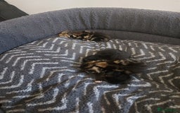 British Shorthair cats for sale: Kittens for Sale (two tabby and two tuxedo kitten) - Advert 7