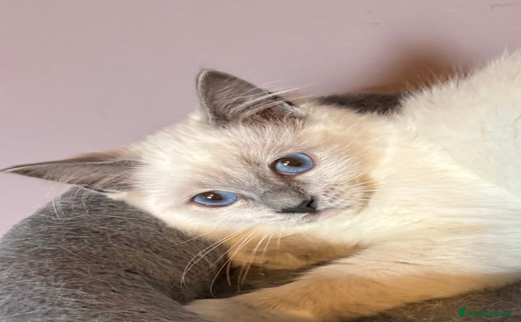 Ragdoll cats - Advert 16