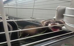Ferret rodents for sale: ferret jills for sale - Image 7