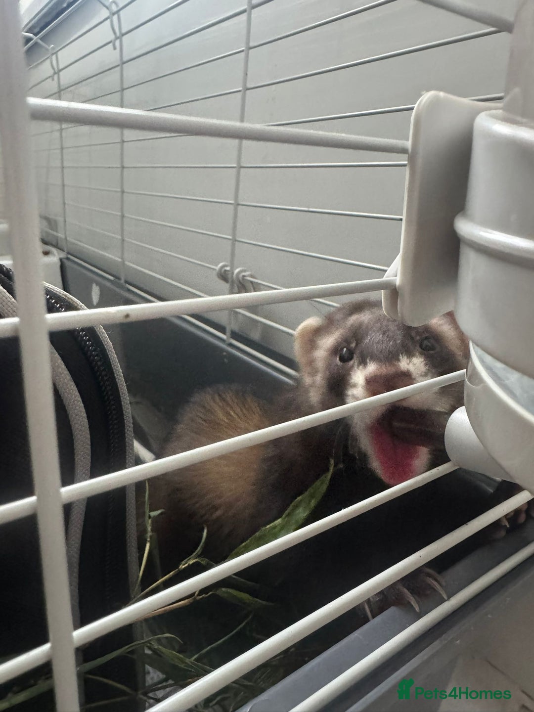 Ferret rodents for sale: ferret jills for sale - Image 7