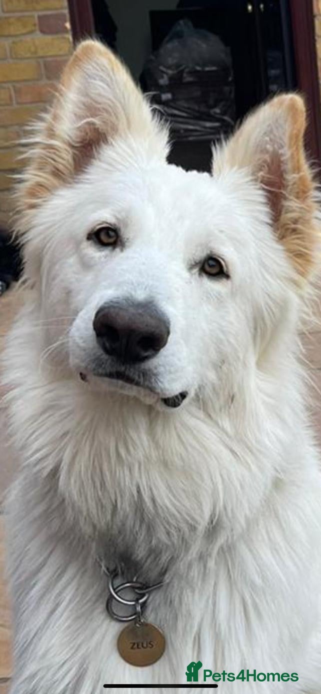 German Shepherd dogs white German shepherd stud  in Wickford - Advert 8