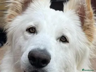 German Shepherd dogs white German shepherd stud in Wickford - Advert 3