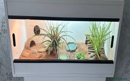 Tortoise reptiles for sale: Horsefeild Tortoise  - Image 2