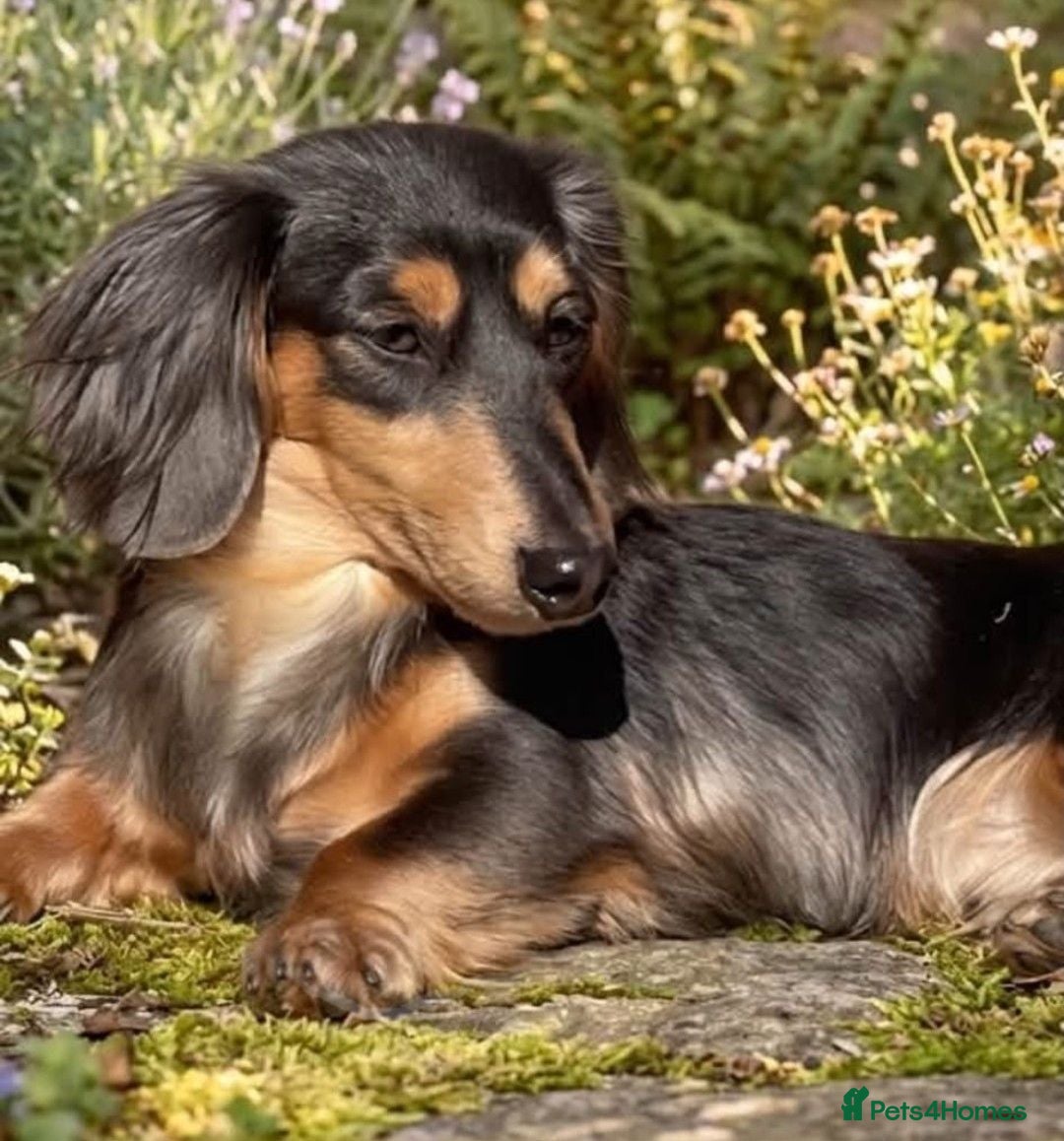 Miniature Dachshund dogs Blue + Tan Piebald Long Haired Miniature Dachshund - Advert 2