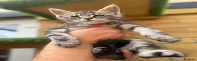 Pink collar kitten