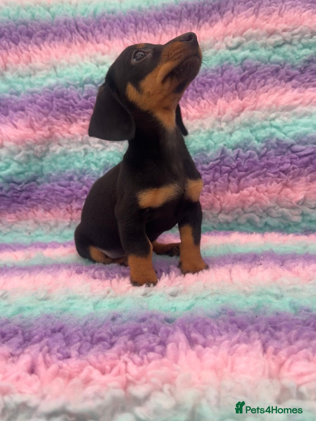 Miniature Dachshund dogs for sale: Miniature Dachshund Boys and Girls From £700 - Image 32