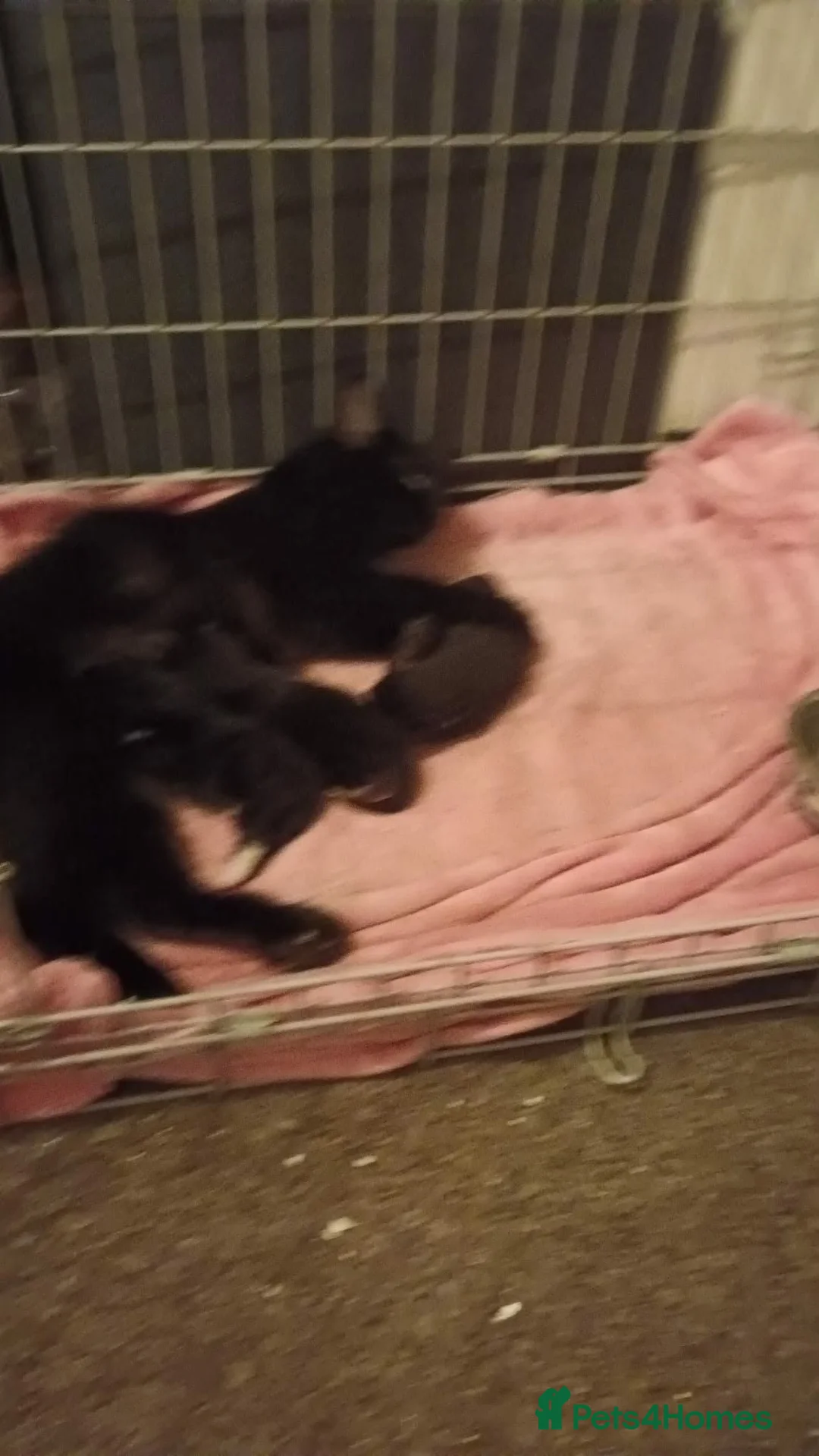 Mixed Breed cats for sale: 3 kittens for sale  - Advert 2