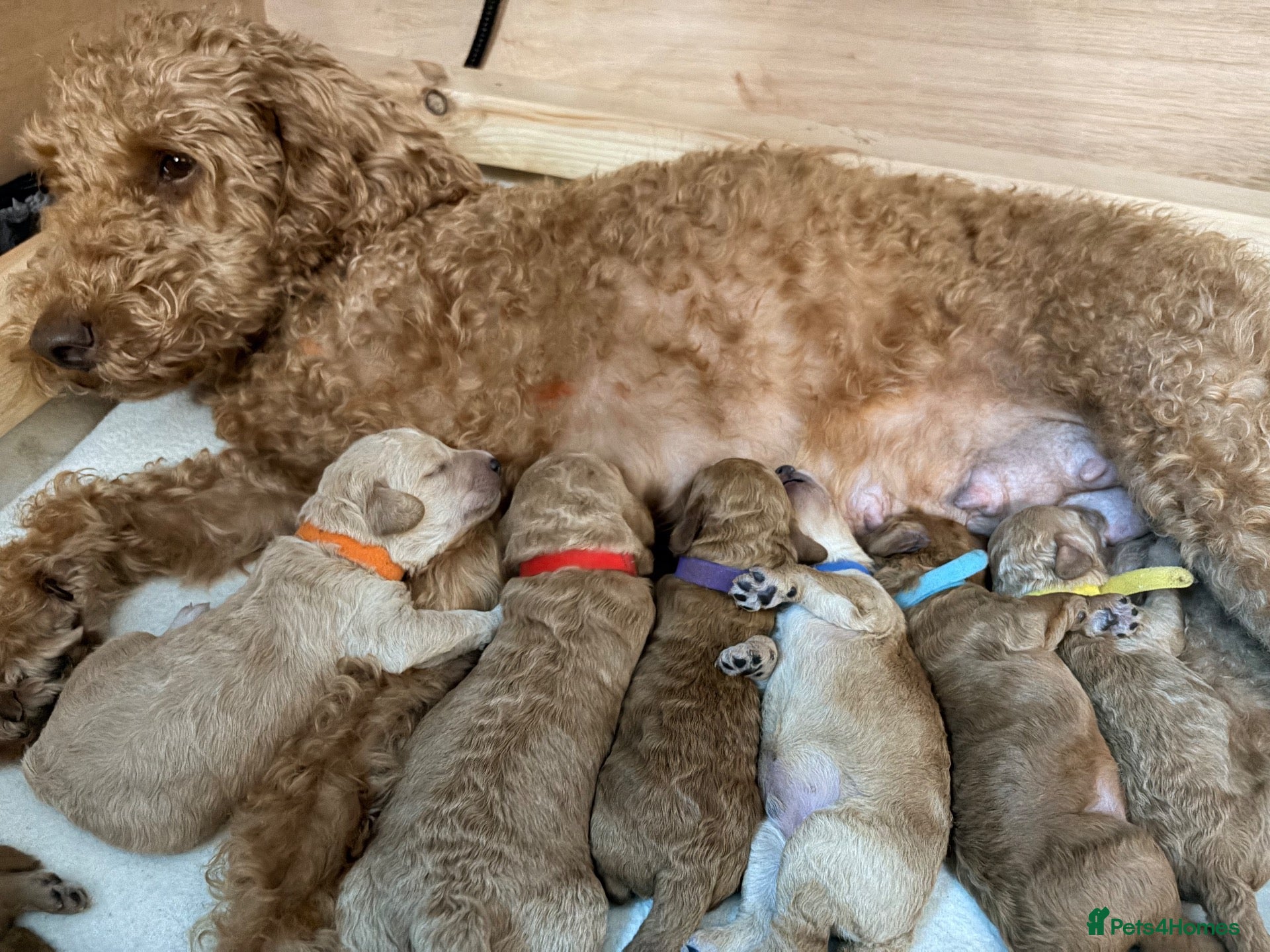 Labradoodle dogs Miniature Labradoodle Puppies for sale  - Advert 2