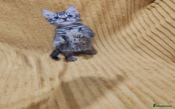 Mixed Breed cats for sale: TINY TABBY MALE KITTEN VIDEOS - Image 4
