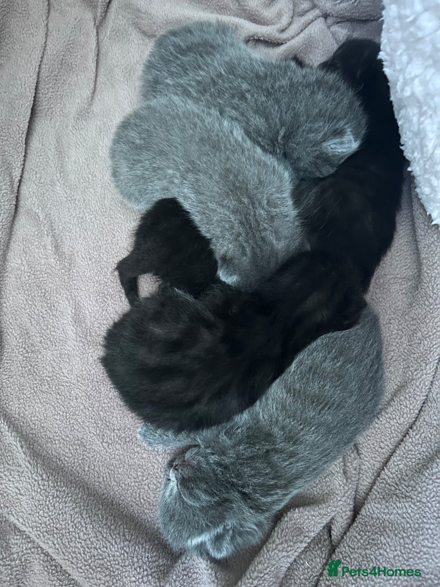 British Shorthair cats for sale: 5 British shorthair kittens  - Advert 25