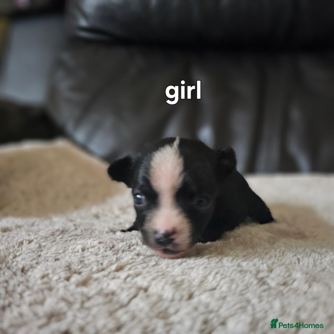 Chihuahua dogs for sale: 3 tiny chiuauas - Advert 7