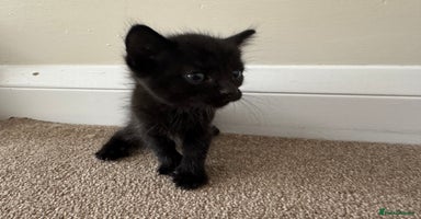 Mixed Breed cats - Advert 13