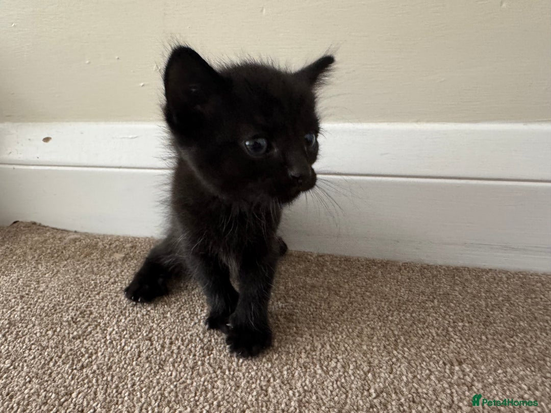 Mixed Breed cats for sale: Mixed litter  - Image 3
