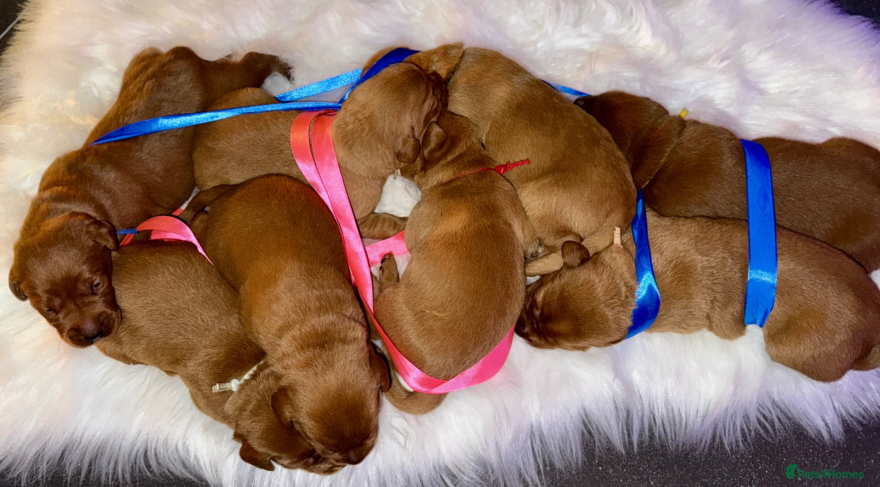 Labrador Retriever dogs Just a beautiful litter Deep reds  - Advert 3