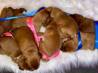 Labrador Retriever dogs Just a beautiful litter Deep reds - Advert 4