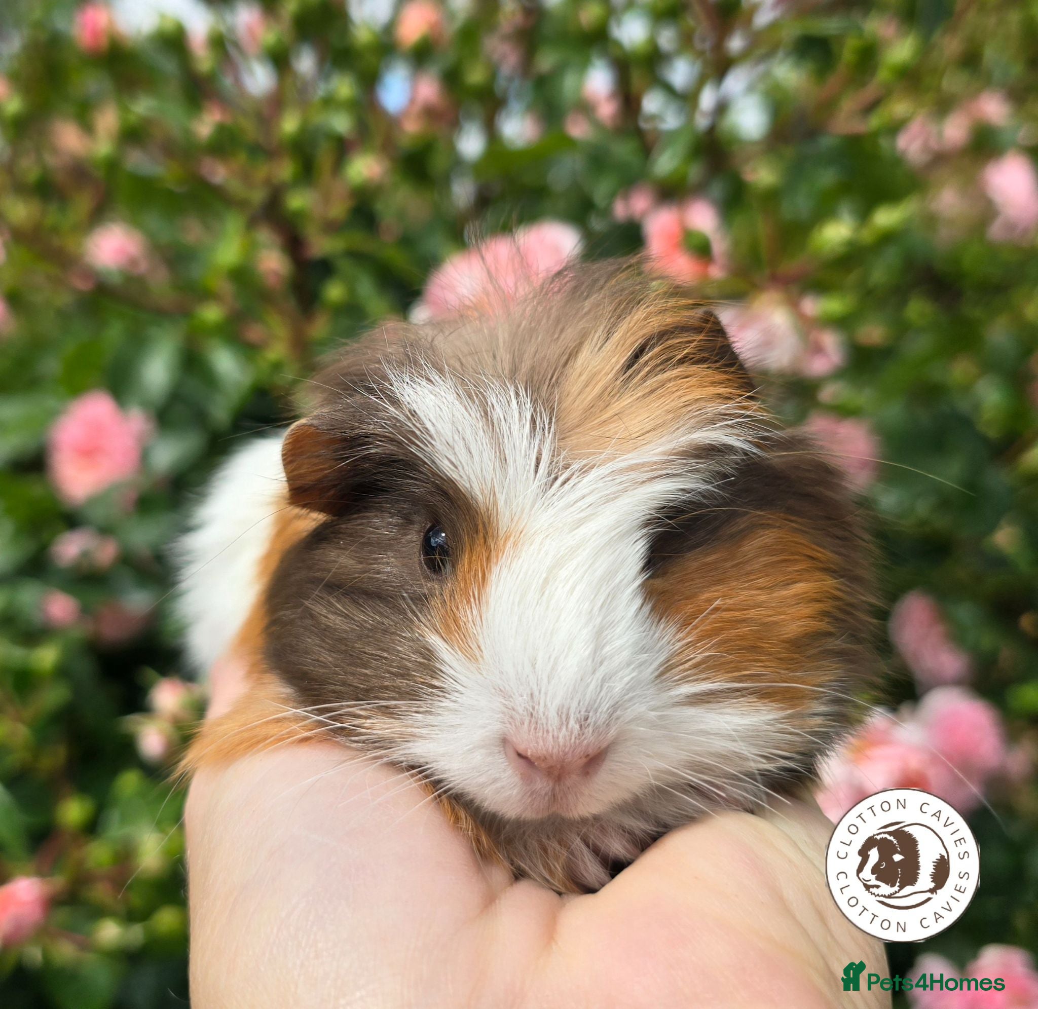 Guinea Pig rodents Gorgeous Baby Guinea Pigs For Sale  - Advert 1
