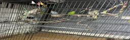 Cockatiels birds for sale: 3 budgies and 2 cockatiels in Kidlington - Advert 6