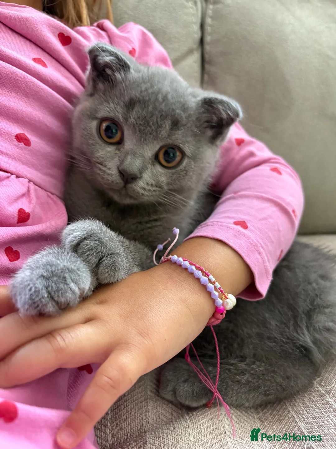 Scottish Fold cats for sale: Playful fluffy Scottish fold - Advert 1